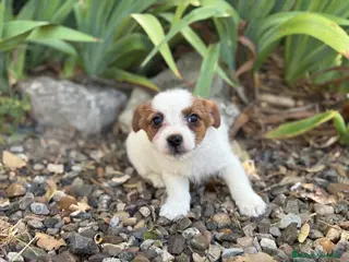 Jack Russell Terrier perros Jack russell brush - Anuncio 1