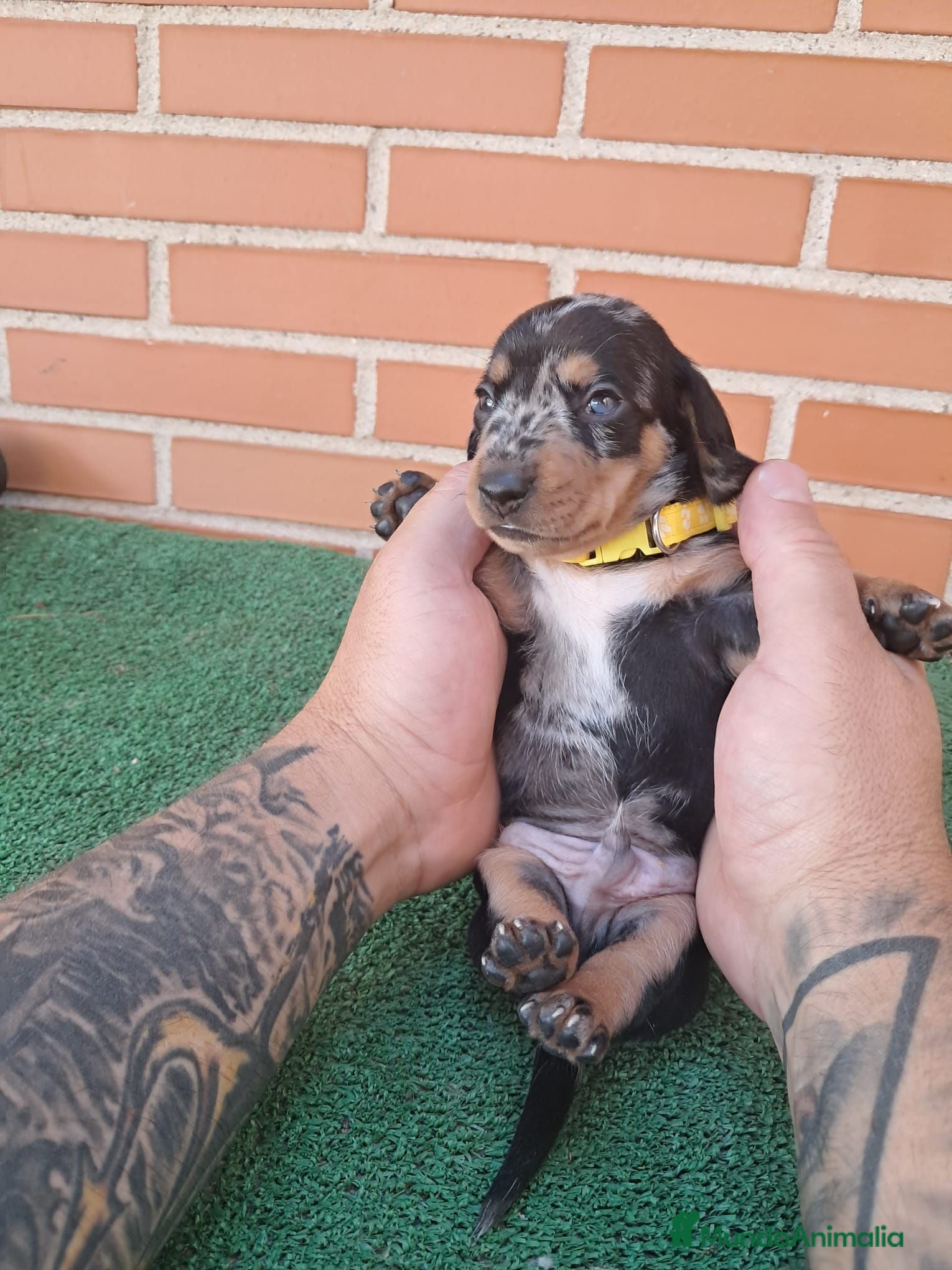 Teckel Miniatura perros Macho arlequin plata  - Anuncio 2