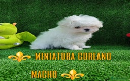 Bichón Maltés perros en venta: Preciosa bichon maltes coreano - Imagen 1