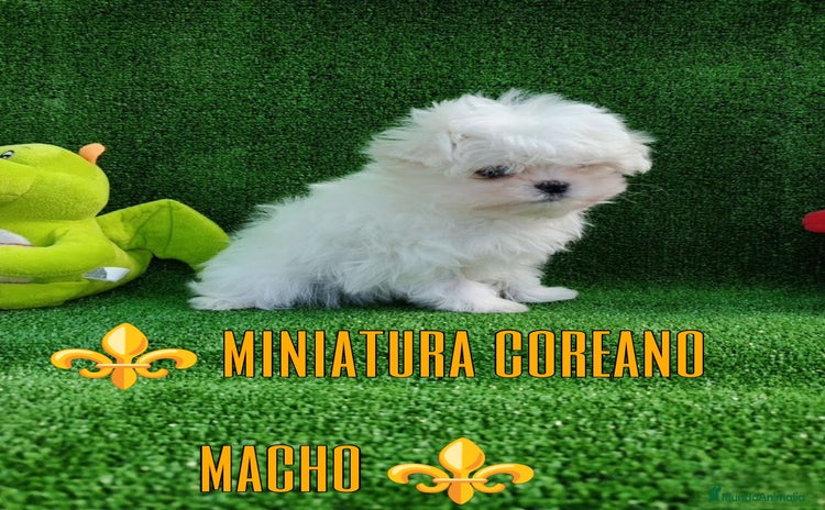 Bichón Maltés perros - Propaganda 1