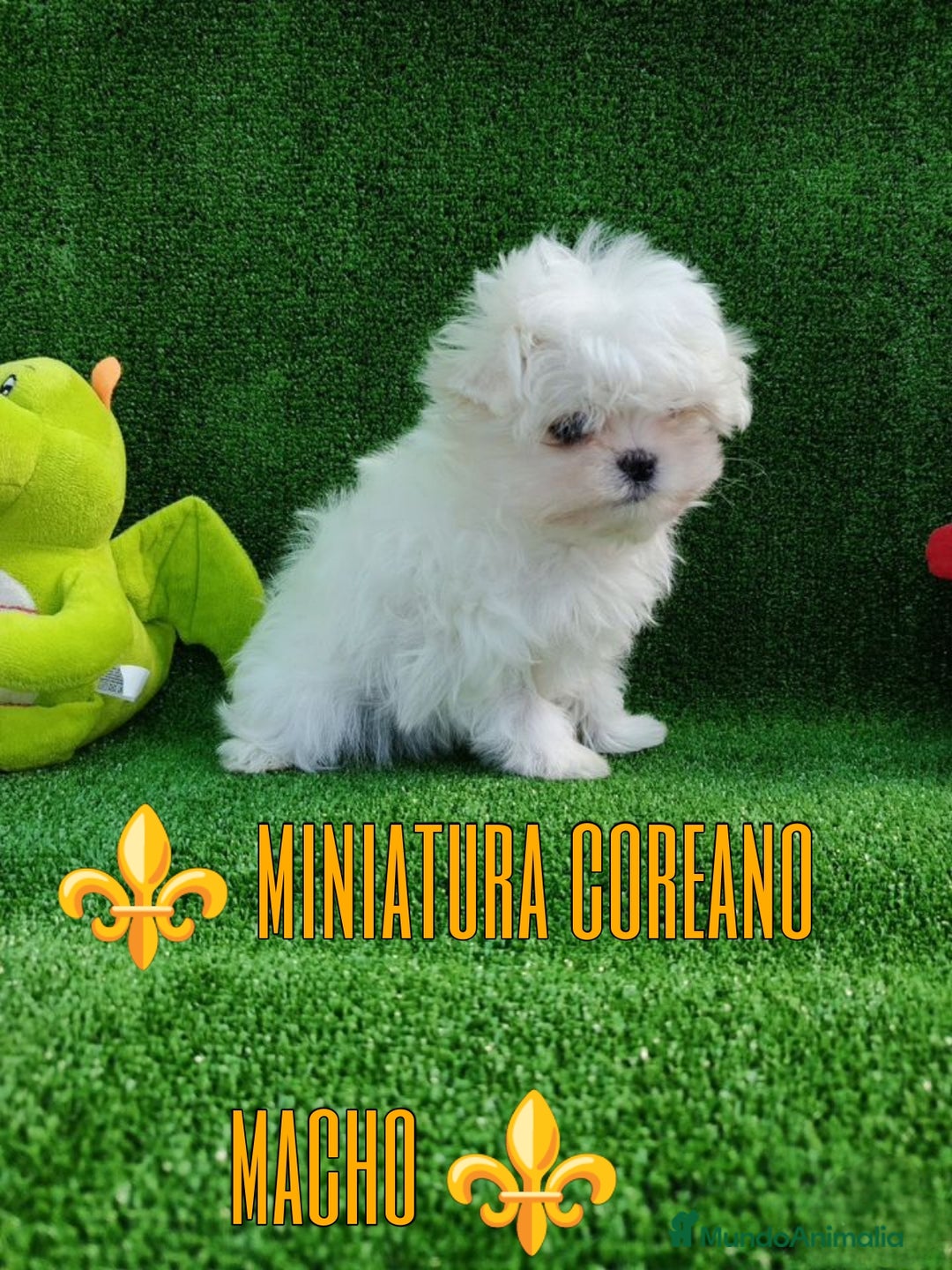 Bichón Maltés perros en venta: Preciosa bichon maltes coreano - Imagen 1