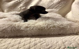 Chihuahua perros en venta: Chihuahua toy hembras - Imagen 2