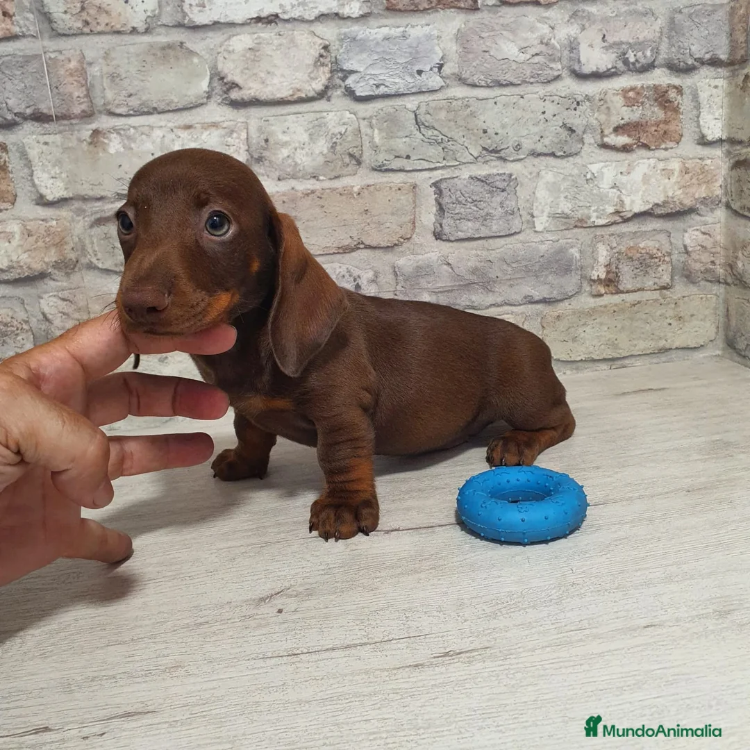 Teckel Miniatura perros en venta: Teckel mini chocolate  - Anuncio 4