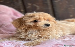 Maltipoo perros en venta: Maltipoo - Imagen 5