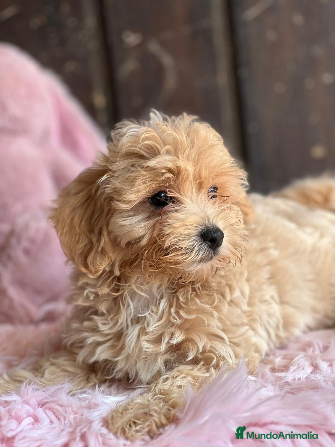 Maltipoo perros en venta: Maltipoo - Imagen 5