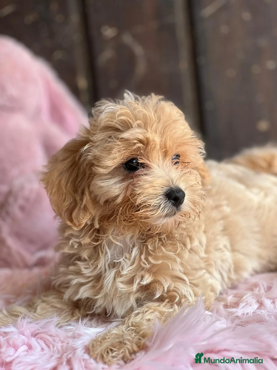 Maltipoo perros en venta: Maltipoo - Anuncio 5