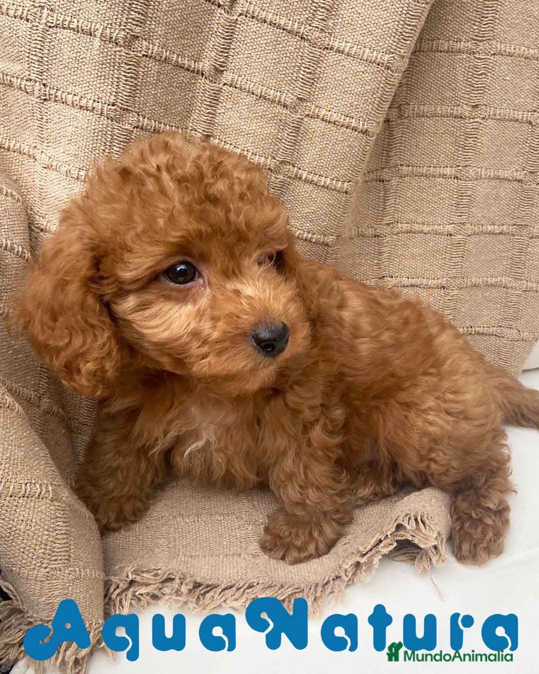 Caniche Enano perros Caniche Macho 7351 de Camila - AQUANATURA en Barcelona - Anuncio 2