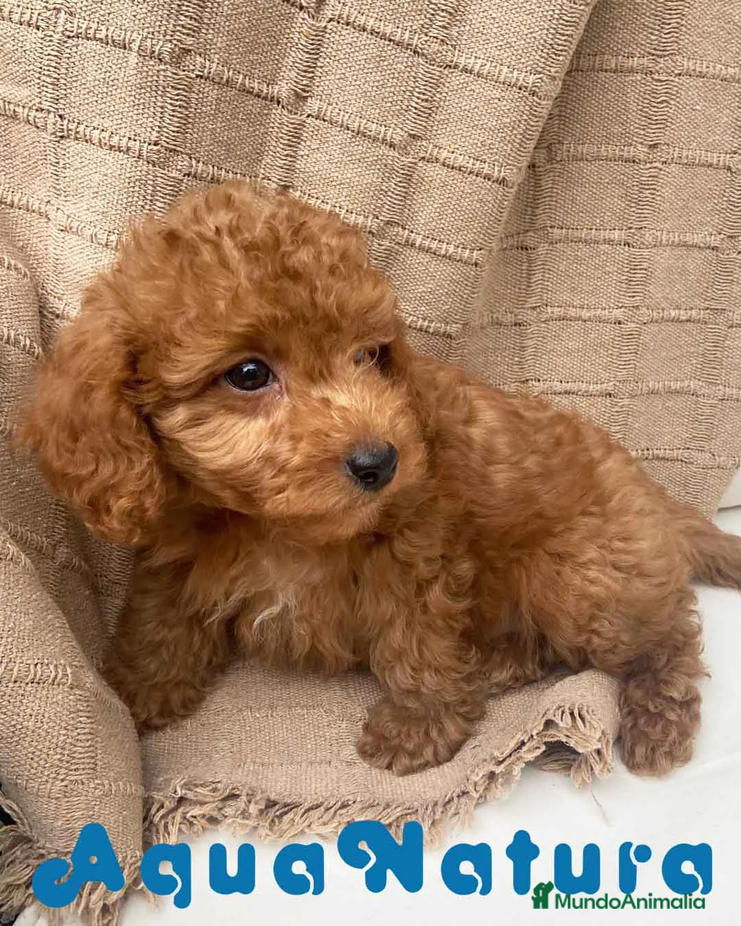 Caniche Enano perros en venta: Caniche Macho 7351 de Camila - AQUANATURA en Barcelona - Anuncio 2