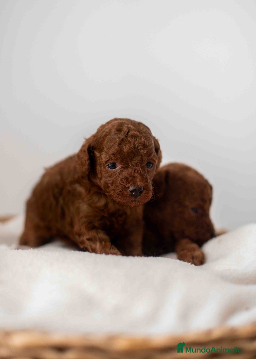 Caniche Toy perros en venta: Caniche toy rojo intenso - Anuncio 3