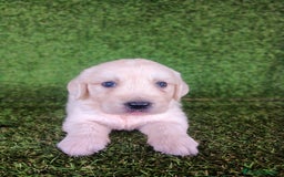 Golden Retriever perros en venta: GOLDEN RETRIEVER  - Imagen 3
