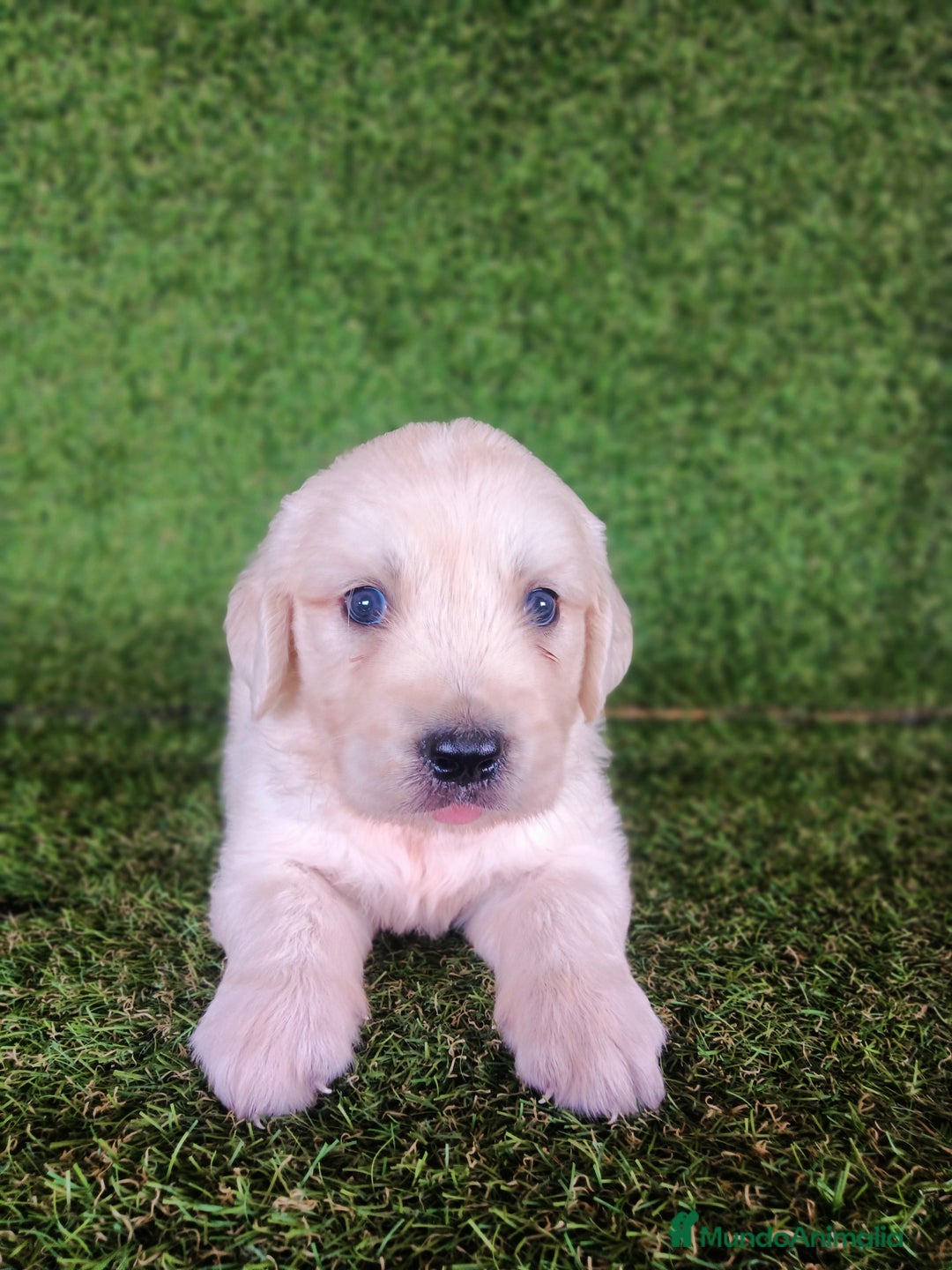 Golden Retriever perros en venta: GOLDEN RETRIEVER  - Imagen 3