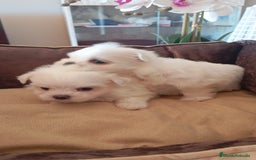 Bichón Maltés perros en venta:  Hermosos bichón maltés  - Imagen 5