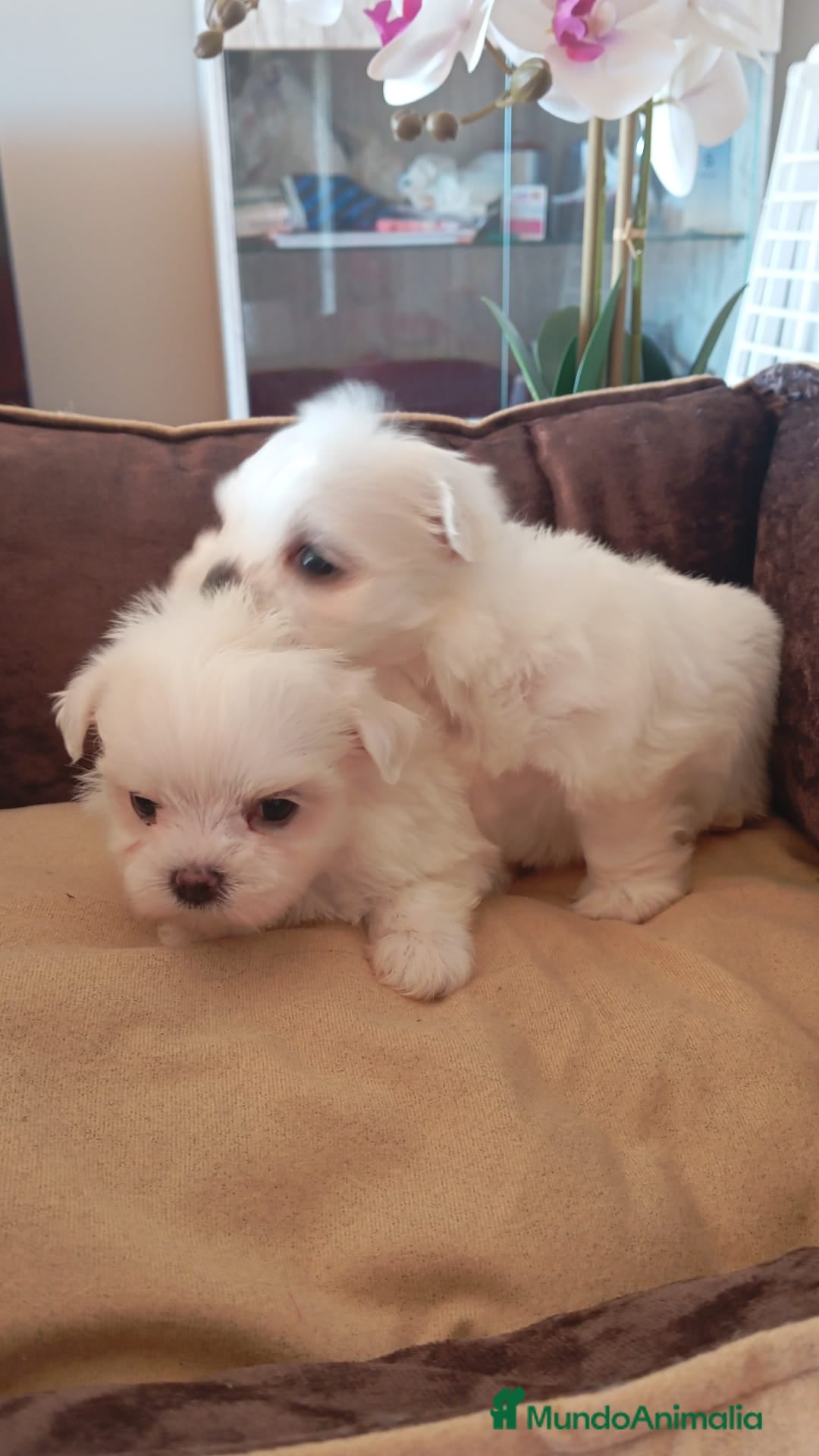 Bichón Maltés perros en venta:  Hermosos bichón maltés  - Imagen 5