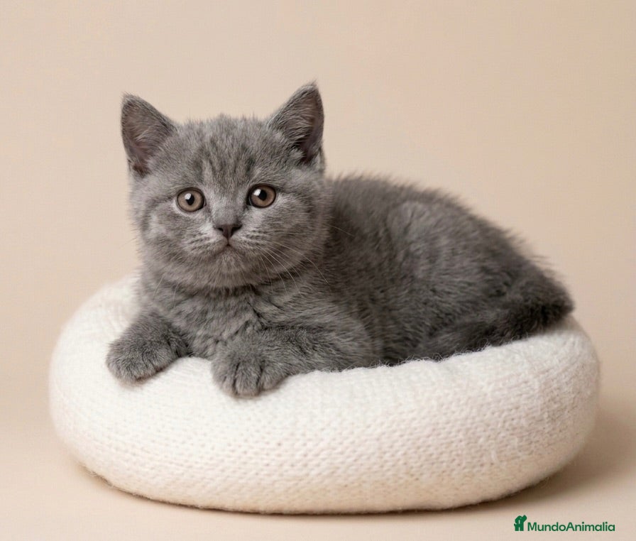 Británico de Pelo Corto Azul gatos HEMBRITA BLUE BRITISH SHORTHAIR  - Anuncio 29
