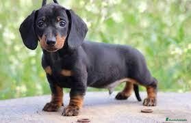 Teckel Miniatura perros teckel  - Anuncio 1