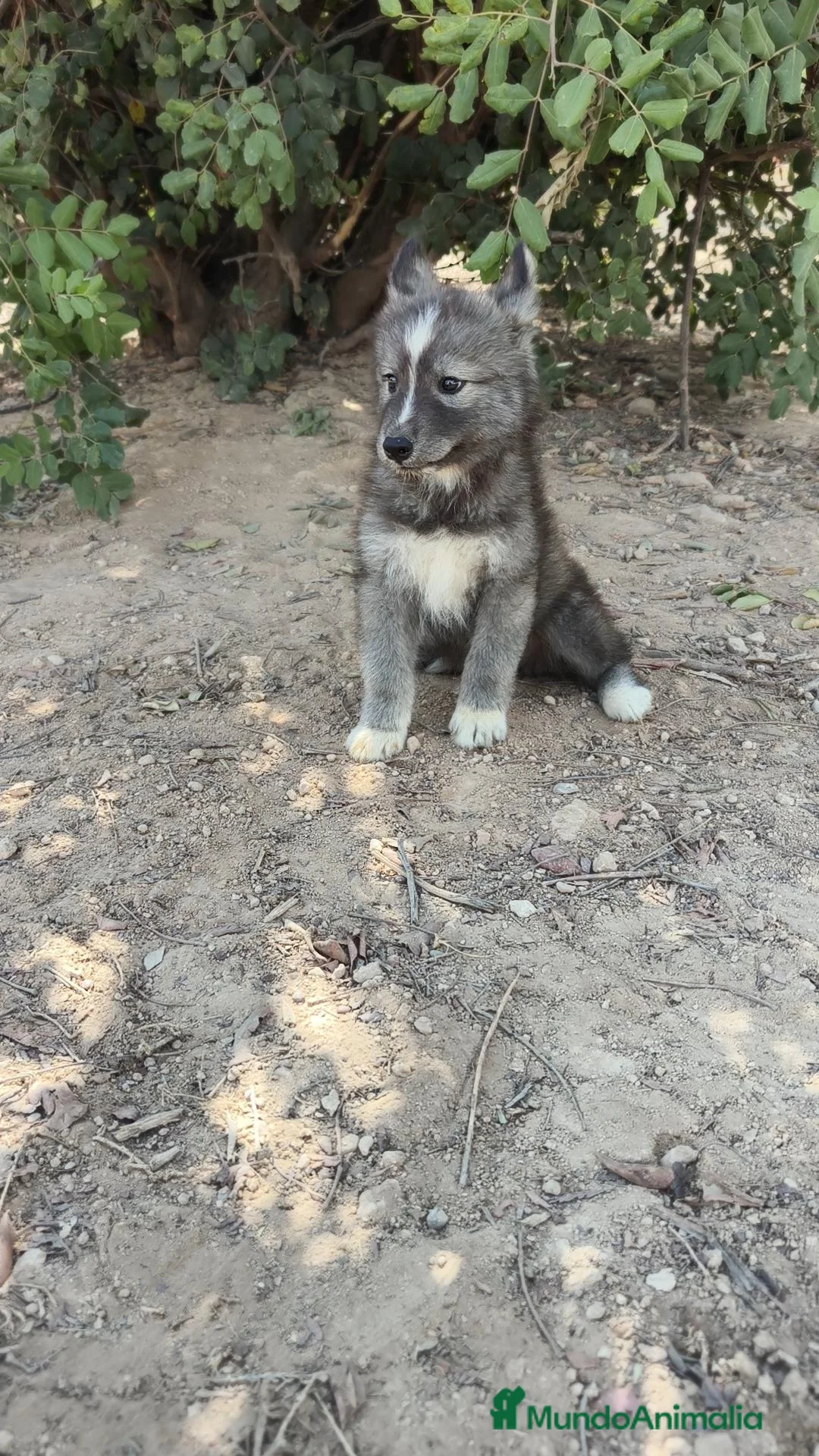 Husky Siberiano perros en venta: Husky Siberiano disponibles  - Anuncio 1