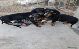 Teckel perros en venta: Cachorros teckel  - Imagen 4