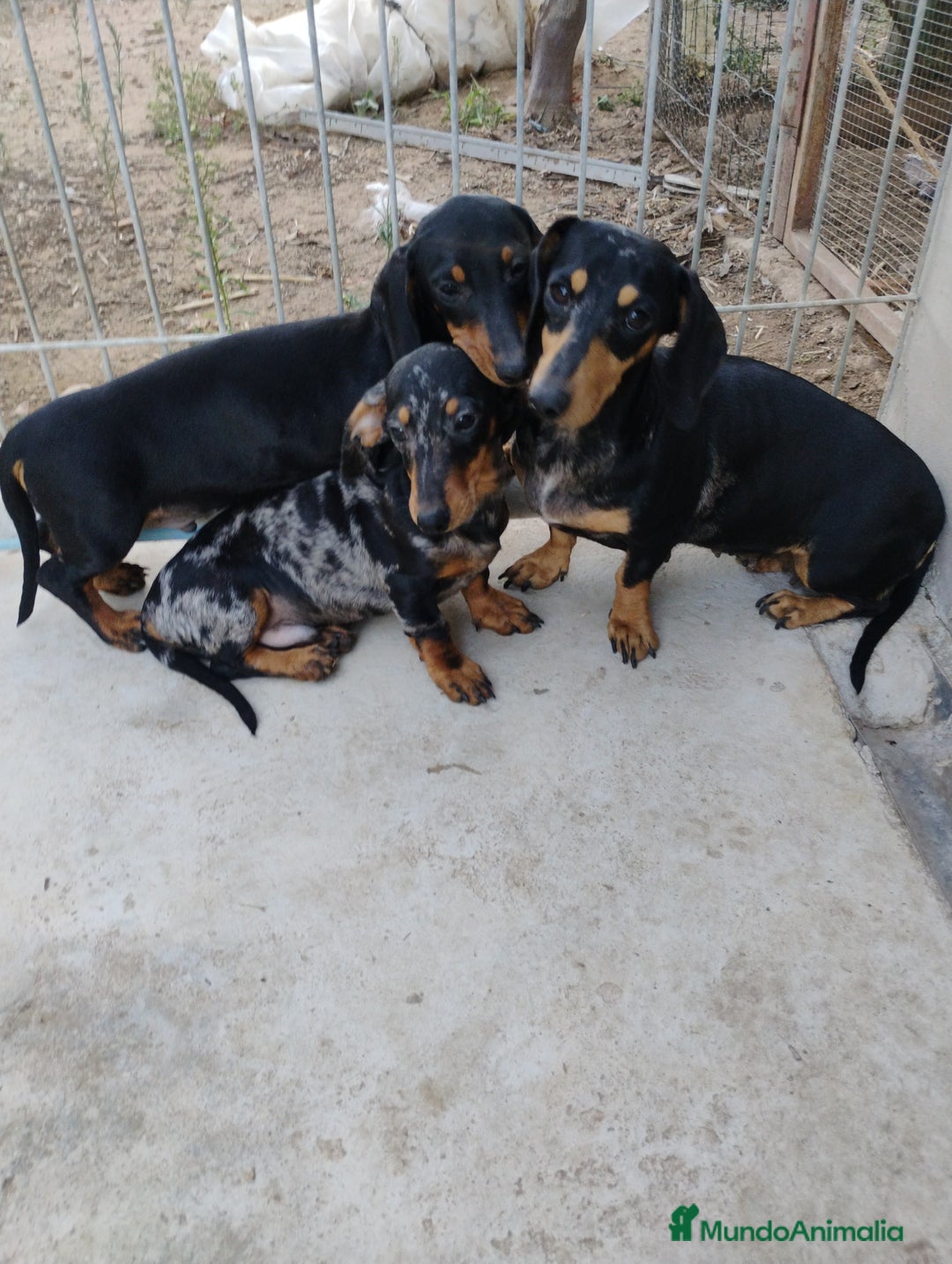 Teckel perros en venta: Cachorros teckel  - Imagen 4