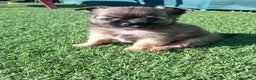 Chihuahua perros en venta: Chihuahua de pelo largo de capricho - Anuncio 2