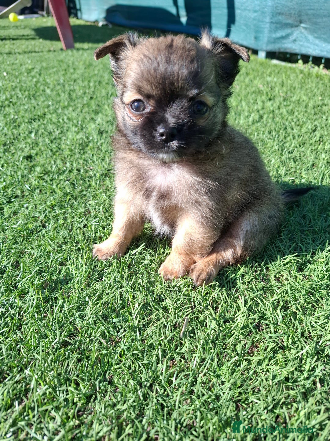 Chihuahua perros en venta: Chihuahua de pelo largo de capricho - Anuncio 2
