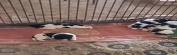 Terranova perros en venta: Terranova - Anuncio 1