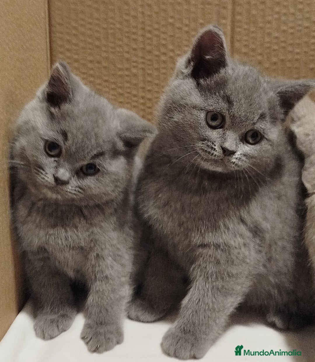 Británico de Pelo Corto Azul gatos en venta: British Shorthair  - Anuncio 1