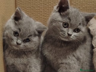 Británico de Pelo Corto Azul gatos British Shorthair - Anuncio 1