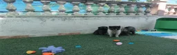 Pomerania perros en venta: Cachorros Pomeranian - Anuncio 5