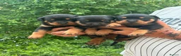 Rottweiler perros en venta: Rottwuiler  - Anuncio 2