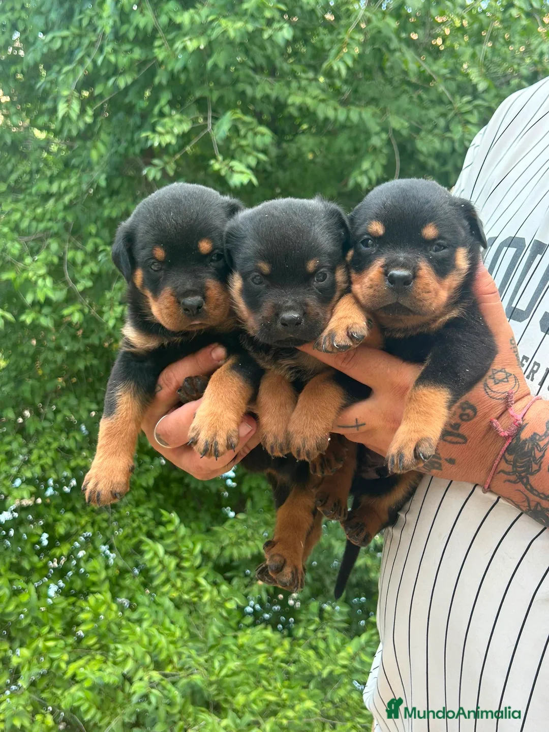 Rottweiler perros en venta: Rottwuiler  - Anuncio 2
