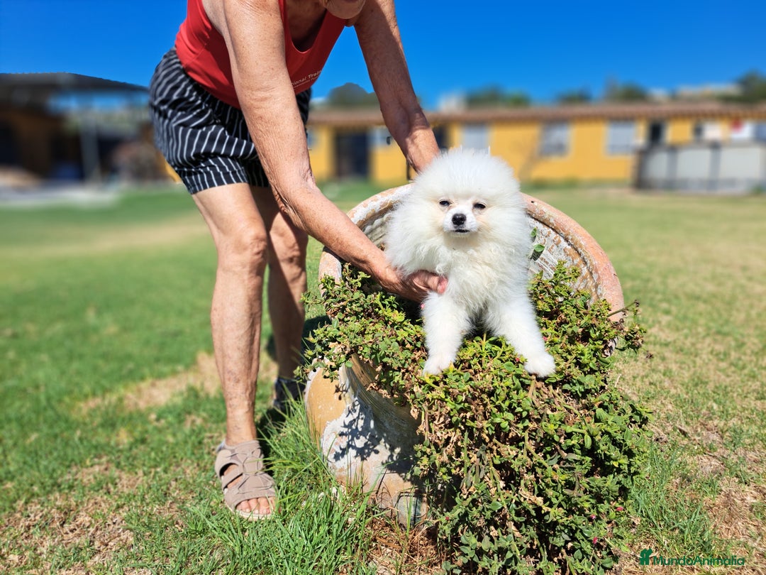 Pomerania perros en venta: Oferta de verano  - Imagen 5
