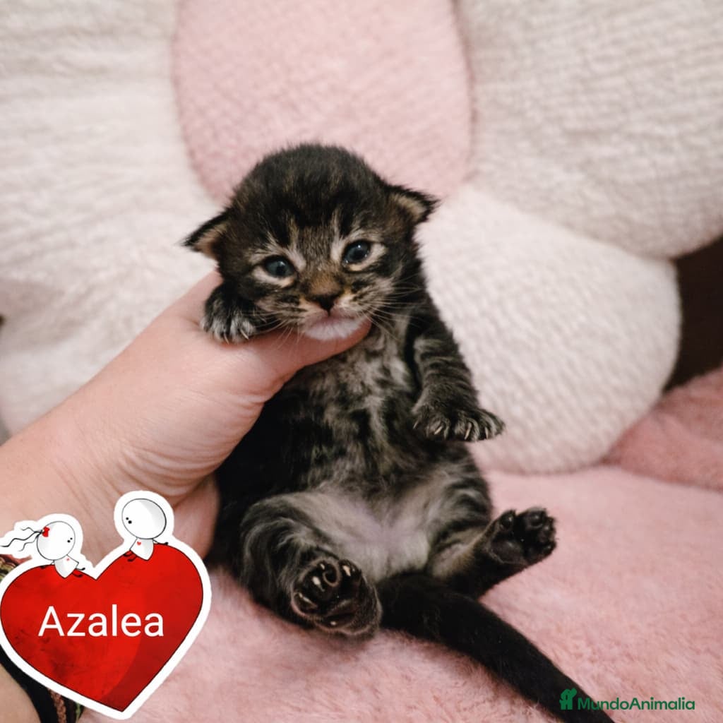 Maine Coon gatos Gatitos maine coon - Anuncio 2