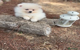 Pomerania perros en venta: Pomerania listo para entregar  - Imagen 4