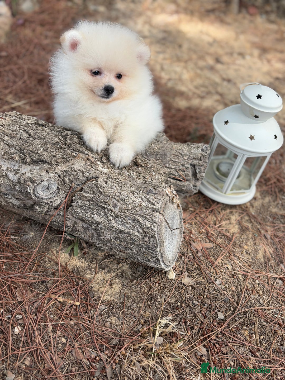 Pomerania perros en venta: Pomerania listo para entregar  - Imagen 4