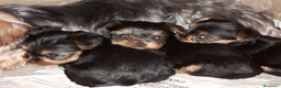 Yorkshire Terrier perros en venta: Yorkshire toy - Anuncio 2