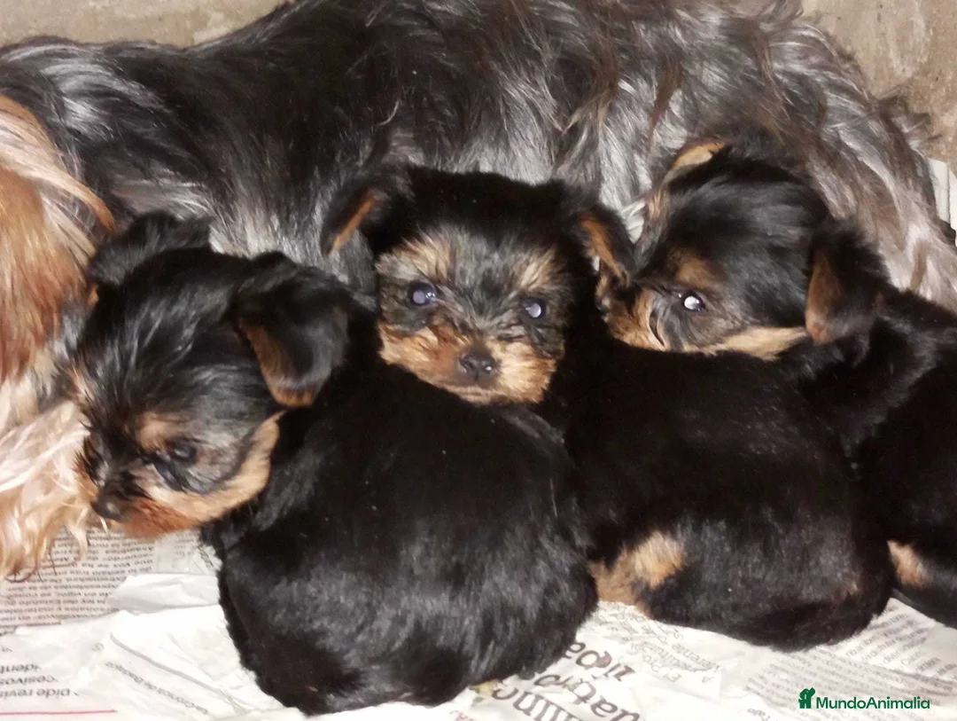 Yorkshire Terrier perros en venta: Yorkshire toy - Anuncio 2