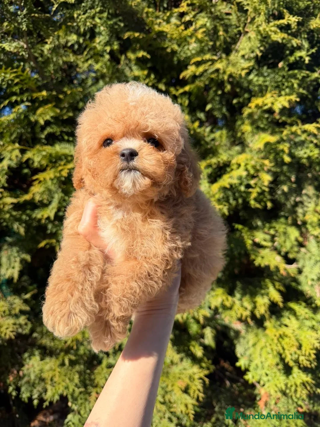 Caniche Toy perros en venta: Hembrita tasita de te asiática 100  - Anuncio 2