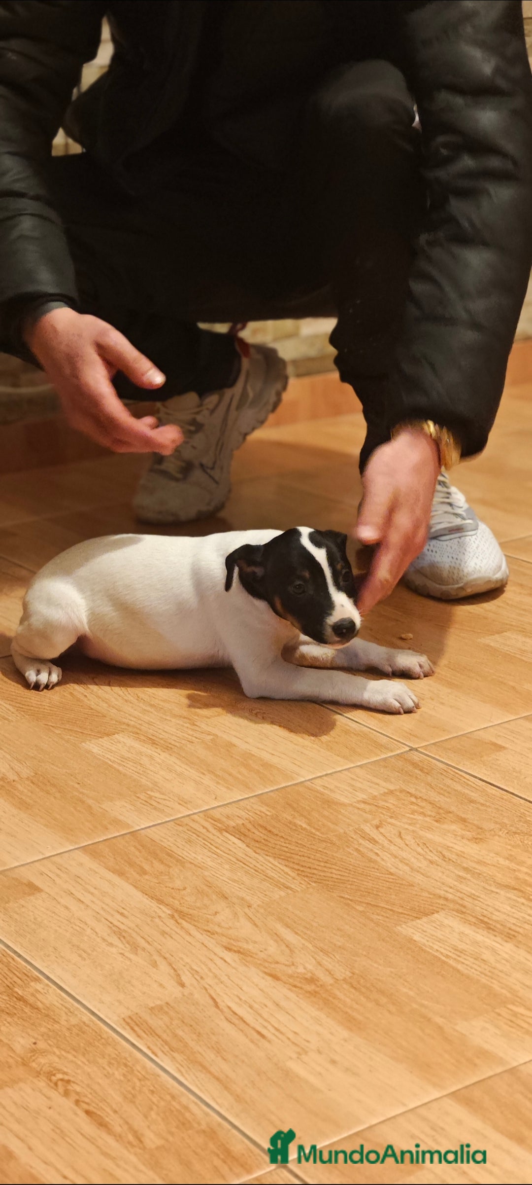 Ratonero Bodeguero Andaluz perros en venta: Bodeguero  - Anuncio 2