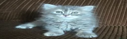 Británico de Pelo Corto Azul gatos en venta: Gatcot.com - Anuncio 5