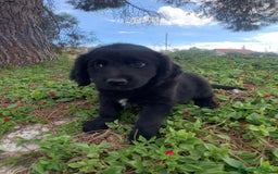 Golden Retriever perros en venta: GOLDEN RETRIEVER  - Imagen 1