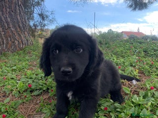 Golden Retriever perros - Anuncio 1