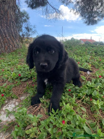Golden Retriever perros - Anuncio 2