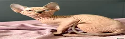 Sphynx gatos en venta: Última preciosa Sphynx con pedigree  - Anuncio 3