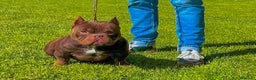 American Bully perros en venta: Impresionante cachorro Merle American Bully  - Anuncio 2