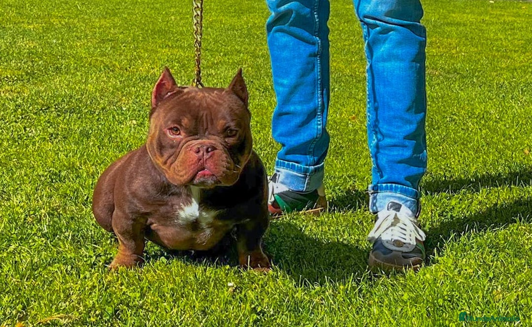 American Bully perros en venta: Impresionante cachorro Merle American Bully  - Anuncio 2