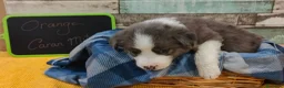 Border Collie perros en venta: Disponibles Border Collie - Entrega en septiembre - Anuncio 10
