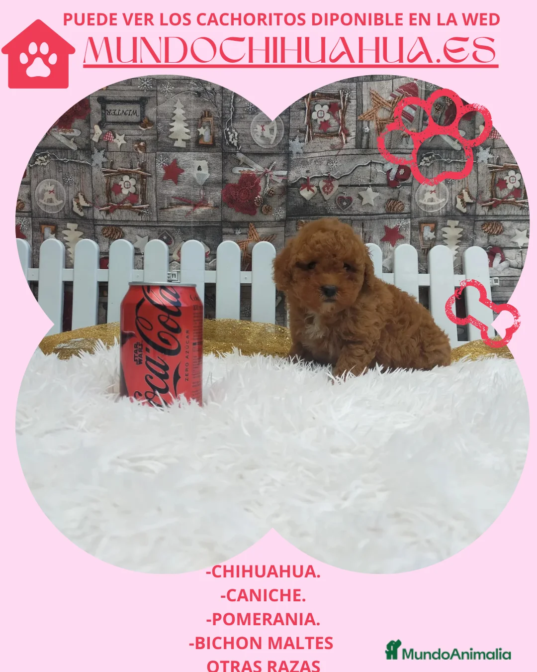 Maltipoo perros en venta: PRECIOSOS MALTIPOO TOY  - Anuncio 7