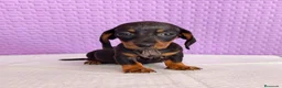 Teckel Miniatura perros en venta: Teckel mini  - Anuncio 2