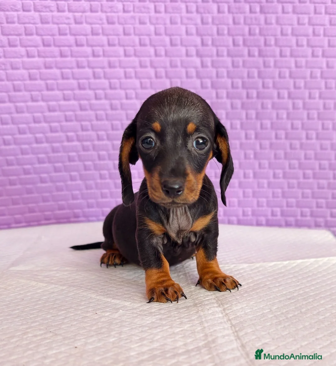 Teckel Miniatura perros en venta: Teckel mini  - Anuncio 2