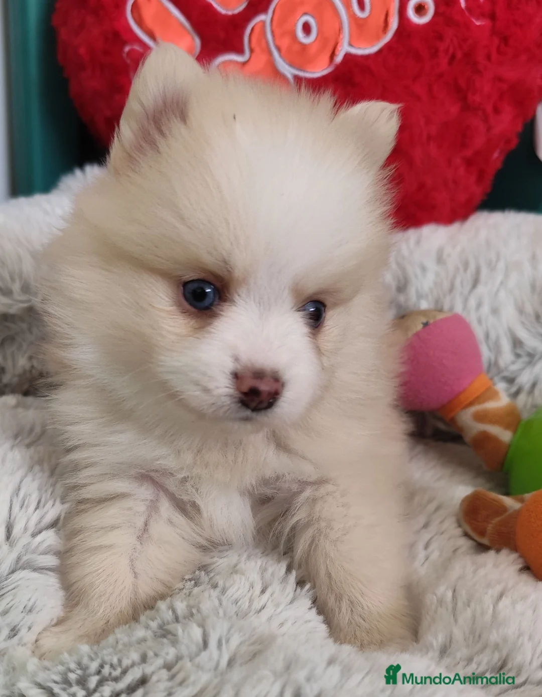 Pomsky perros en venta: Pomsky  - Anuncio 8